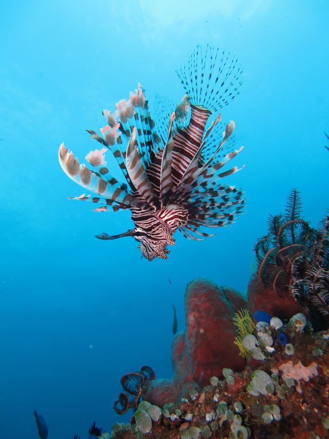 Jukung Dive Resort Bali Amed Extérieur photo