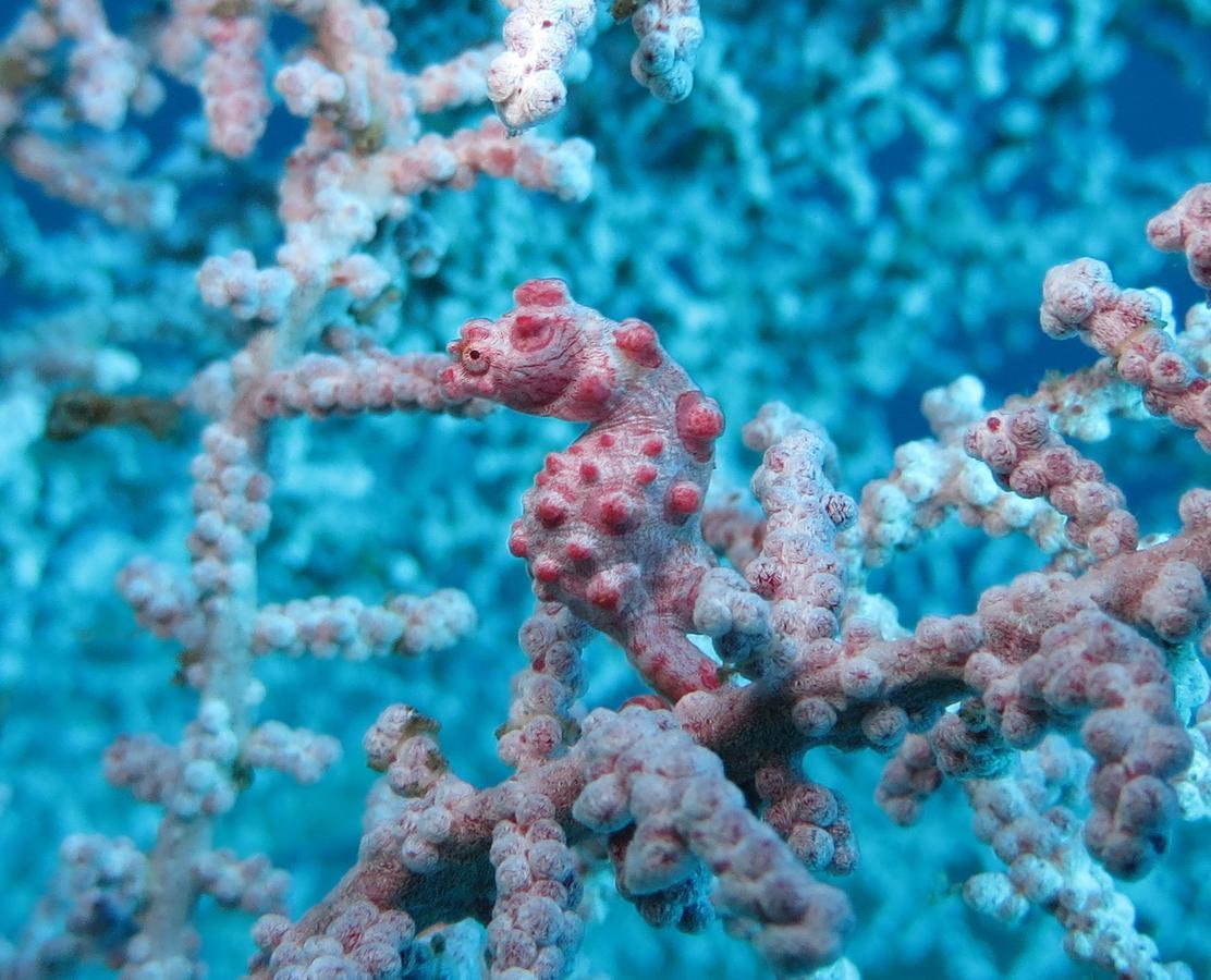 Jukung Dive Resort Bali Amed Extérieur photo