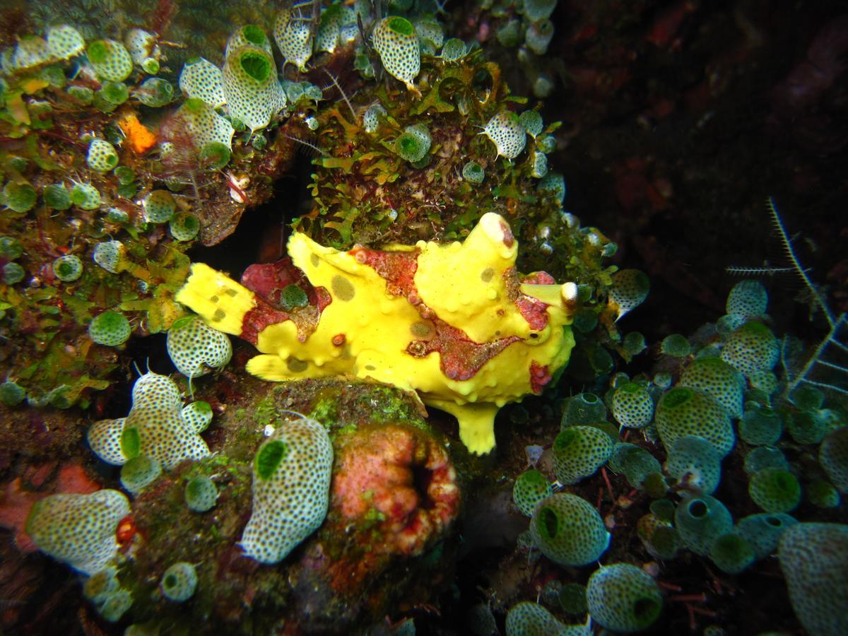 Jukung Dive Resort Bali Amed Extérieur photo