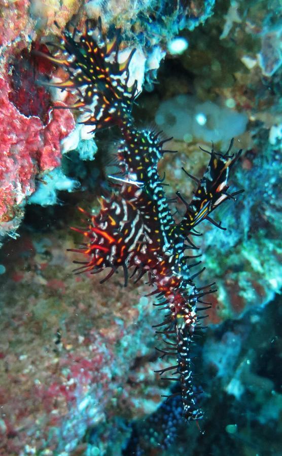 Jukung Dive Resort Bali Amed Extérieur photo